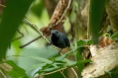 Thamnomanes ardesiacus