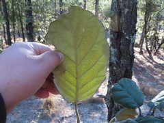Quercus crassifolia