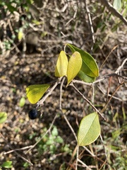 Forestiera segregata