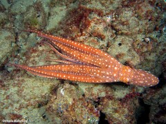 Callistoctopus macropus