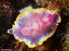 Felimida purpurea