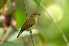 Tunchiornis ochraceiceps