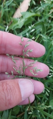Poa annua