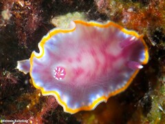Felimida purpurea
