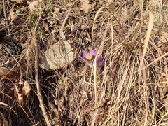 Pulsatilla grandis