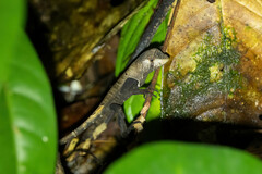 Stenocercus fimbriatus