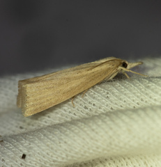 Chilo phragmitella