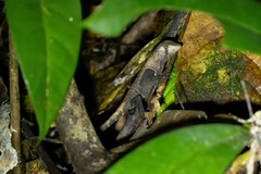 Stenocercus fimbriatus