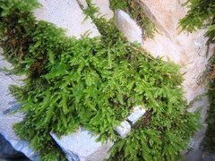 Eurhynchium