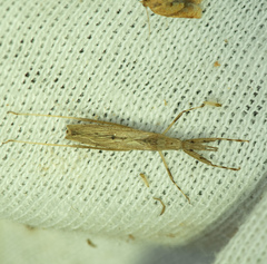 Sastrapada baerensprungi