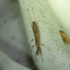 Sastrapada baerensprungi