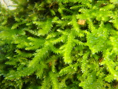Eurhynchium