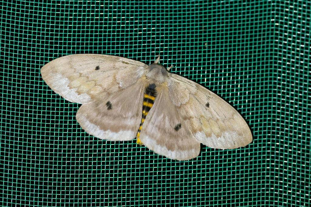 Periphoba hircia