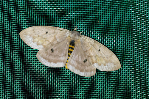 Periphoba hircia