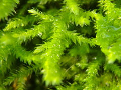 Eurhynchium