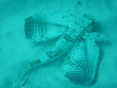 Dactylopterus volitans