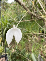 Masdevallia coccinea