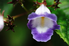 Monopyle ecuadorensis