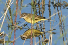 Motacilla flava iberiae