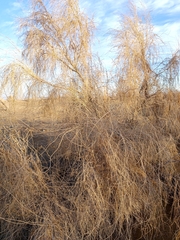 Haloxylon persicum