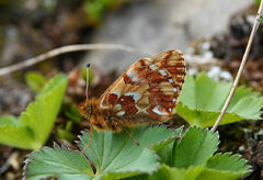 Boloria napaea