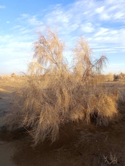 Haloxylon persicum