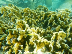 Millepora complanata