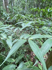Dichorisandra velutina