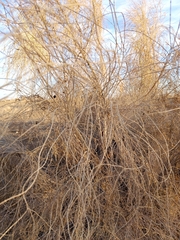 Haloxylon persicum
