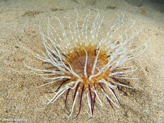 Pachycerianthus solitarius