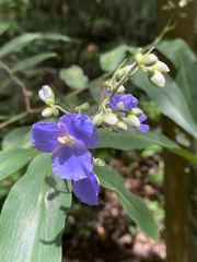 Dichorisandra velutina
