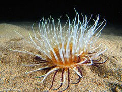 Pachycerianthus solitarius