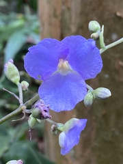 Dichorisandra velutina