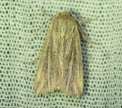 Mythimna riparia