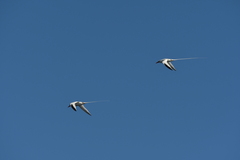 Phaethon aethereus mesonauta