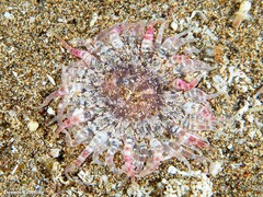 Actinostella flosculifera