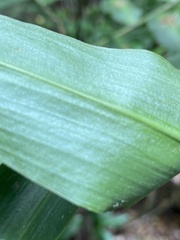 Dichorisandra velutina