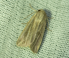 Mythimna riparia