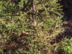 Juniperus deppeana