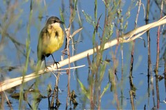Motacilla flava iberiae