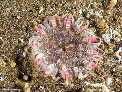 Actinostella flosculifera