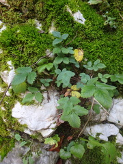 Potentilla micrantha