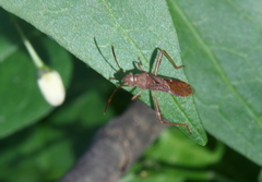 Burtinus notatipennis