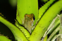 Osteocephalus deridens