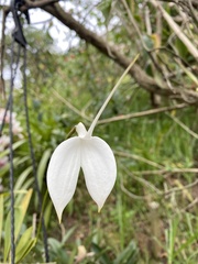 Masdevallia coccinea