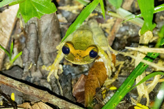 Osteocephalus deridens