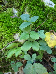 Potentilla micrantha