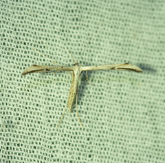Pterophoroidea