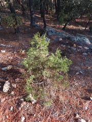 Juniperus deppeana