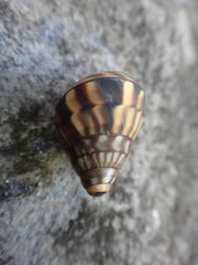 Orthalicidae